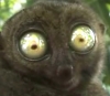 Uživatelský avatar