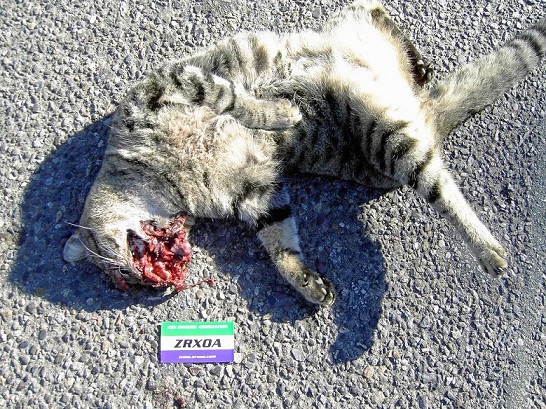 roadkill2um9B.jpg